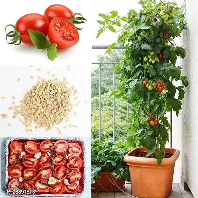 Tomato Seeds Hybrid Pack Of 200Gm-thumb0