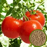 Tomato Seeds Hybrid Pack Of 200Gm-thumb2