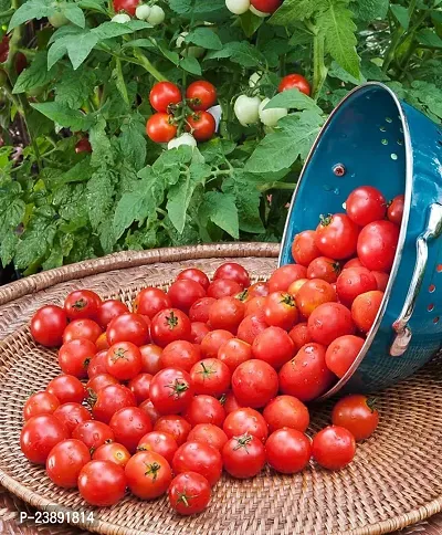 Tomato Seeds Hybrid Pack Of 100Gm-thumb0