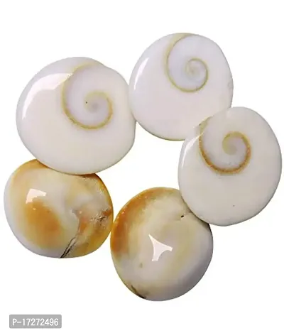 Saptraag 51 Pieces Big Size gomti Chakra 1.5 cm (White)