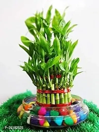 3 Layer Lucky Bamboo Plant in Big Round Glass Pot with Free Multi Color Pebble Approx 190 Grams Vastu and Feng Shui-thumb0