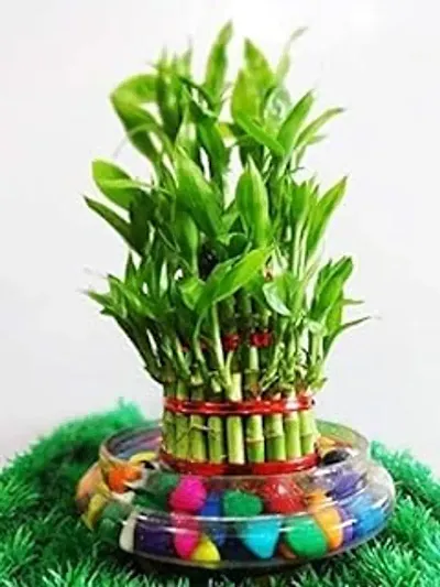 3 Layer Lucky Bamboo Plant in Big Round Glass Pot with Free Multi Color Pebble Approx 190 Grams Vastu and Feng Shui