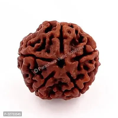 ARKAM Five Mukhi Rudraksha Certified/Original Nepali 5 Mukhi Rudraksh/Natural 5 faced Rudraksha (Brown) with Certificate and Puja Instructions