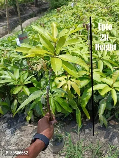 Japanese Miyazaki Grafted Mango Plant upto 2ft Height Red Hybrid Variety Live Plant Pack of 1-thumb0