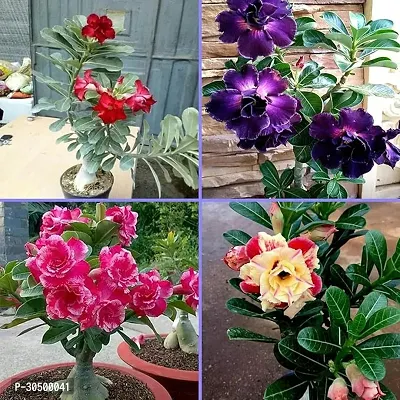 Adenium Flower Mature Plant Pack of 4 Multicolour Variety With Added Pot-thumb0