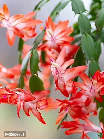 Christmas Cactus  Zygo Cactus Plant Beautiful Red Variety Live Plant Pack of 1