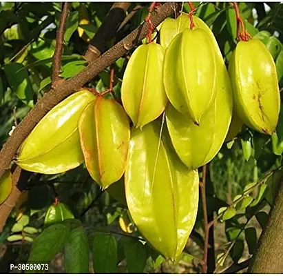 Carambola  Kamrakh Plant Live Grafted Sweet Variety Large Fruits upto 2.5ft Height Pack of 1-thumb0