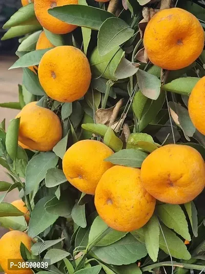 Healthy Orange Fruit Plant Grafted Plant All time Fruiting Sweet Variety Live Pack of 1 Best For Gardening-thumb0