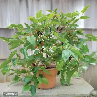 High Yield Mulberry Plant/Shahatoot Specialy Treated Air-Layered Mature Upto 2ft Height Hybrid Live Plant Pack of 1-thumb0