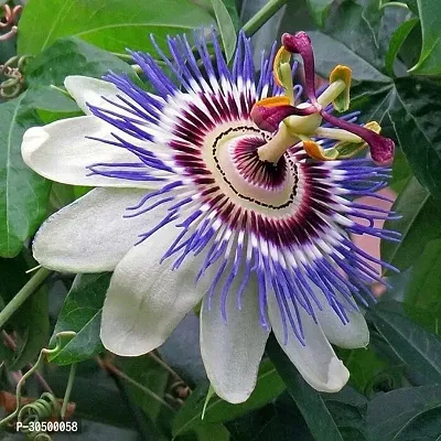 Passion Flower Plant Mature Healthy Heavy Fragrance Flower Plant Passiflora Blue and Red Pack of 2-thumb0