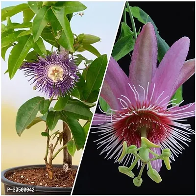 Mature Passion Flower Plants Pack of 2 Blue and Red Variety Best Combo