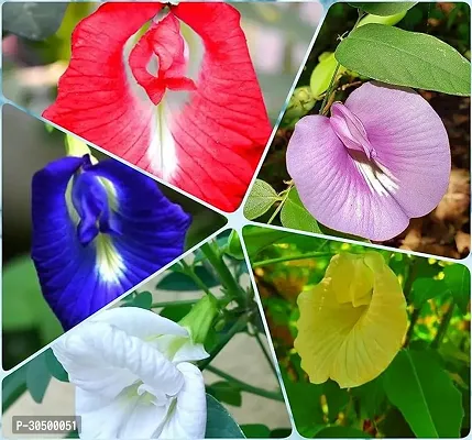 Aparajita Flower Plant Seeds 5 Colour Flower Plant Seeds (10 Seeds Per Variety, Total 50 Seeds With Added Growth Hormone Booster) (Large Quantity)