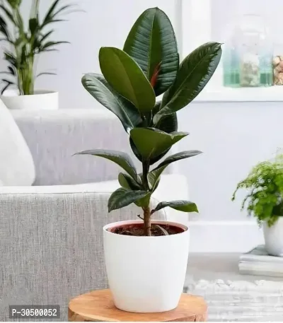 Rubber Plant Indoor Live Plant 1.5ft to 2.5ft Height For Home Decoration Pack of 1-thumb0