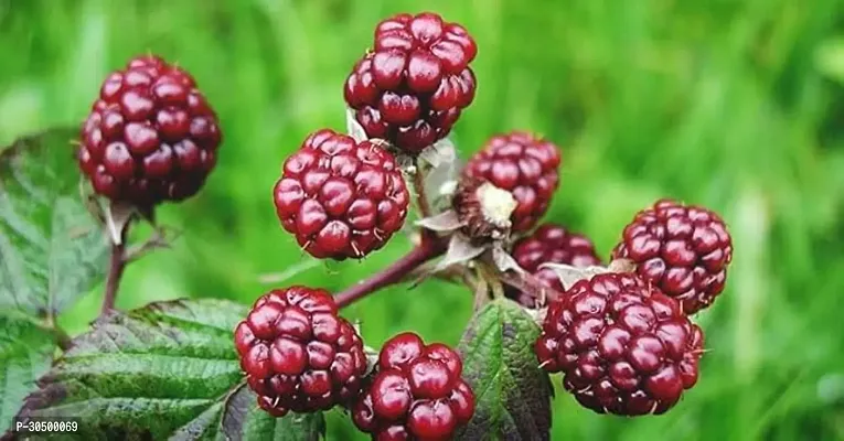 Mulberry Plant/Shahatoot Specialy Treated Grown from Cuttings Upto 2ft Height Hybrid Variety Live Plant Pack of 1-thumb0