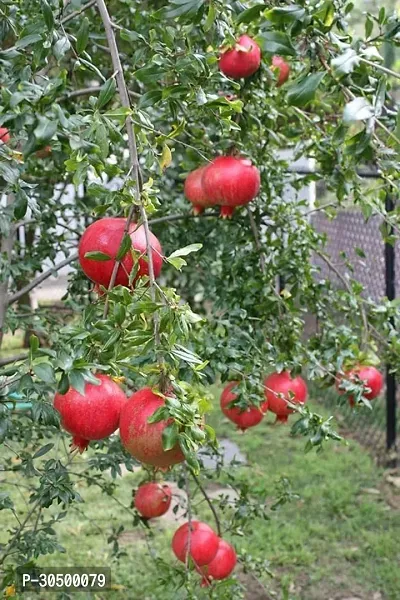 Pomegranate Plant Air layered Super Red Hybrid Variety Live Fruit Plant Upto 2ft Height Suitable for Terrace Gardening Pack of 1-thumb0