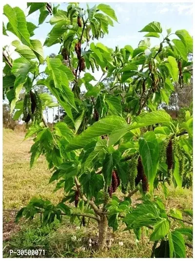 Mulberry Plant/Shahatoot Specialy Treated Air-Layered Mature Upto 2ft Height All Year Fruiting Hybrid Live Plant Pack of 1-thumb0