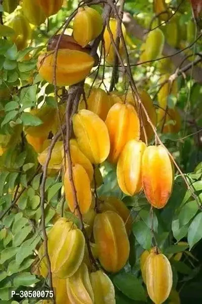 Carambola  Kamrakh Plant Live Grafted High Yielding Sweet Variety upto 2.5ft Height Pack of 1-thumb0