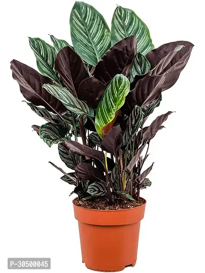 Pin-Stripe Calathea Sanderina Organic Premium Live Plant upto 2ft Height Added Pot Indoor Decoration Plant Pack of 1