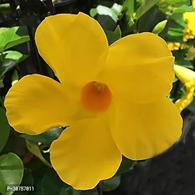 Exotic Yellow Mandevilla Live Sanderi Flower Plant upto 2ft Height Grown from Cuttings Pack of 1-thumb0