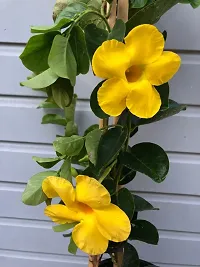 Exotic Yellow Mandevilla Live Sanderi Flower Plant upto 2ft Height Grown from Cuttings Pack of 1-thumb3