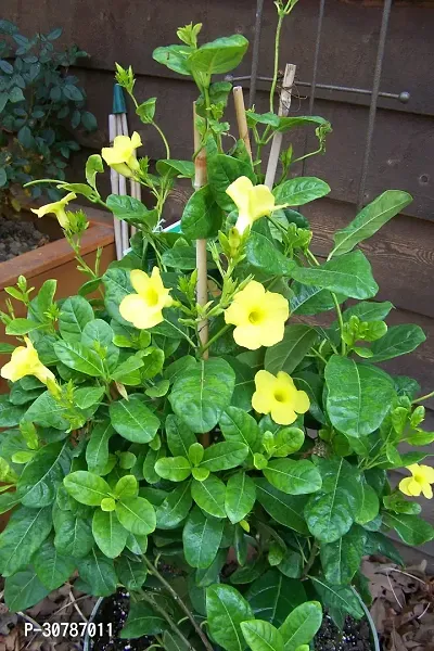 Exotic Yellow Mandevilla Live Sanderi Flower Plant upto 2ft Height Grown from Cuttings Pack of 1-thumb5