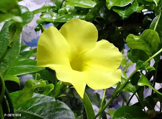 Exotic Yellow Mandevilla Live Plant Live Sanderi Flower Plant upto 2ft Height Grown from mature Cuttings Pack of 1-thumb0