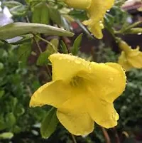 Exotic Yellow Mandevilla Live Plant Live Sanderi Flower Plant upto 2ft Height Grown from mature Cuttings Pack of 1-thumb1