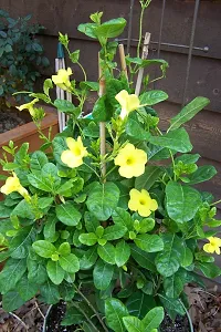 Exotic Yellow Mandevilla Live Plant Live Sanderi Flower Plant upto 2ft Height Grown from mature Cuttings Pack of 1-thumb2