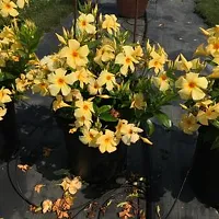 Exotic Yellow Mandevilla Live Plant Live Sanderi Flower Plant upto 2ft Height Grown from mature Cuttings Pack of 1-thumb3