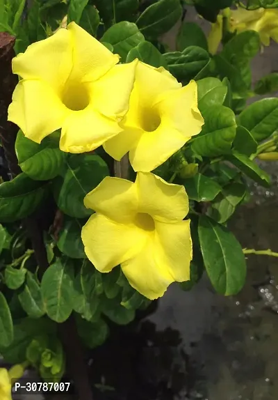 Exotic Yellow Mandevilla Early Flowering Live Sanderi Plant Live Flower Plant upto 2ft Height Grown from Cuttings Pack of 1-thumb3