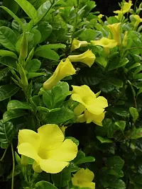 Exotic Yellow Mandevilla Early Flowering Live Sanderi Plant Live Flower Plant upto 2ft Height Grown from Cuttings Pack of 1-thumb3