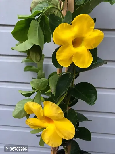 Exotic Yellow Sanderi / Mandevilla Live Plant Mature Live Flower Plant upto 2ft Height Yellow Variety Mandevillea Plant Pack of 1-thumb0