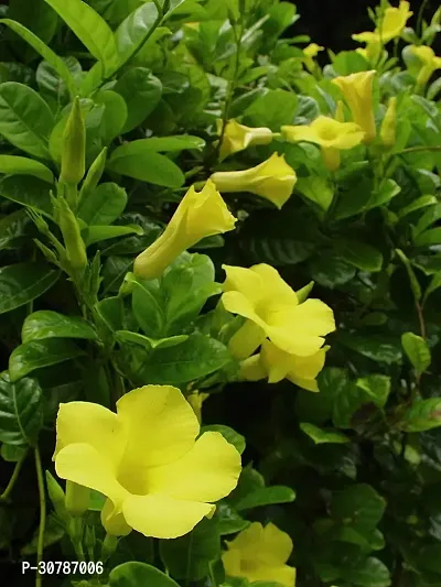 Exotic Yellow Sanderi / Mandevilla Live Plant Mature Live Flower Plant upto 2ft Height Yellow Variety Mandevillea Plant Pack of 1-thumb4