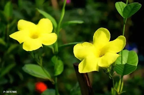 Exotic Yellow Sanderi / Mandevilla Live Plant Mature Live Flower Plant upto 2ft Height Yellow Variety Mandevillea Plant Pack of 1-thumb5