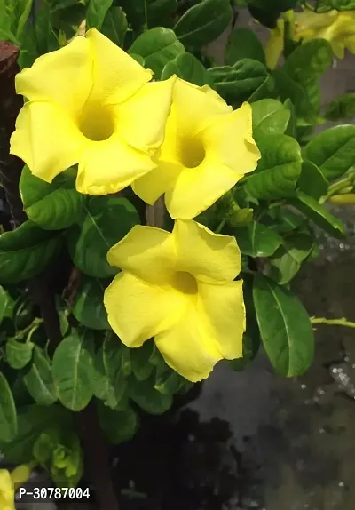 Rare Yellow Mandevilla / Sanderi Live Flower Plant upto 2ft Height Grown from Cuttings Pack of 1