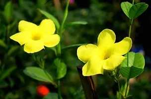 Rare Yellow Mandevilla / Sanderi Live Flower Plant upto 2ft Height Grown from Cuttings Pack of 1-thumb1