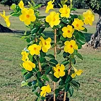 Rare Yellow Mandevilla / Sanderi Live Flower Plant upto 2ft Height Grown from Cuttings Pack of 1-thumb2