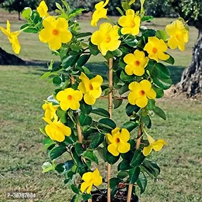 Rare Yellow Mandevilla / Sanderi Live Flower Plant upto 2ft Height Grown from Cuttings Pack of 1-thumb3