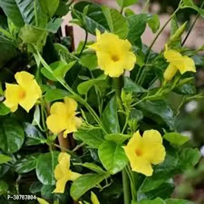 Rare Yellow Mandevilla / Sanderi Live Flower Plant upto 2ft Height Grown from Cuttings Pack of 1-thumb4