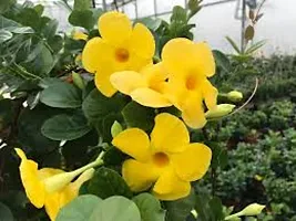 Creeper Rare Yellow Mandevilla Live Flower Plant upto 2ft Height Grown from Cuttings Pack of 1-thumb1