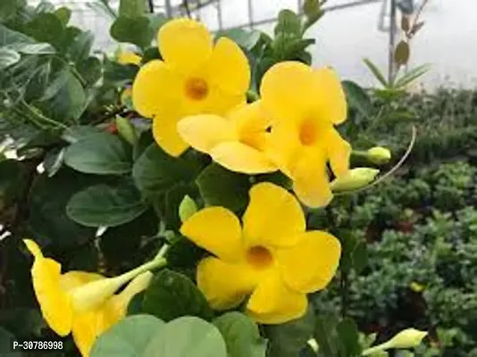 Creeper Rare Yellow Mandevilla Live Flower Plant upto 2ft Height Grown from Cuttings Pack of 1-thumb2