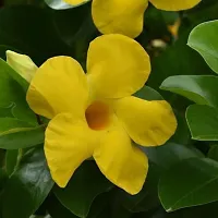 Creeper Rare Yellow Mandevilla Live Flower Plant upto 2ft Height Grown from Cuttings Pack of 1-thumb3