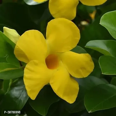 Creeper Rare Yellow Mandevilla Live Flower Plant upto 2ft Height Grown from Cuttings Pack of 1-thumb4