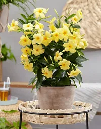 Creeper Rare Yellow Mandevilla Live Flower Plant upto 2ft Height Grown from Cuttings Pack of 1-thumb4