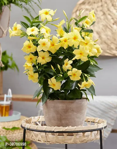 Creeper Rare Yellow Mandevilla Live Flower Plant upto 2ft Height Grown from Cuttings Pack of 1-thumb5