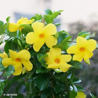 Yellow Mandevilla Climber Live Flower Plant Early Flowering upto 2ft Height Grown from Cuttings Peela Variety Plant Pack of 1-thumb0