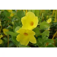 Yellow Mandevilla Climber Live Flower Plant Early Flowering upto 2ft Height Grown from Cuttings Peela Variety Plant Pack of 1-thumb3