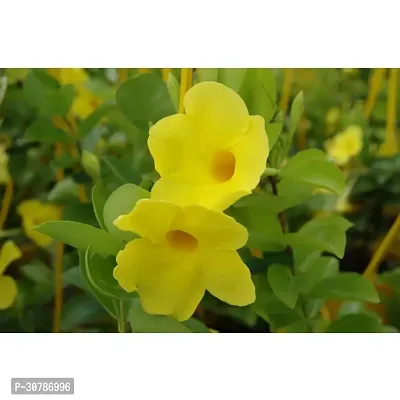 Yellow Mandevilla Climber Live Flower Plant Early Flowering upto 2ft Height Grown from Cuttings Peela Variety Plant Pack of 1-thumb4