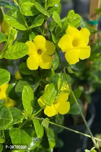 Yellow Mandevilla Climber Live Flower Plant Early Flowering upto 2ft Height Grown from Cuttings Peela Variety Plant Pack of 1-thumb5