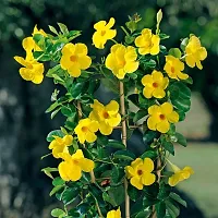 Rare Yellow Mandevilla Creeper Live Plant Live Mature Flower Plant upto 2ft Height Yellow Variety Plant Pack of 1-thumb4